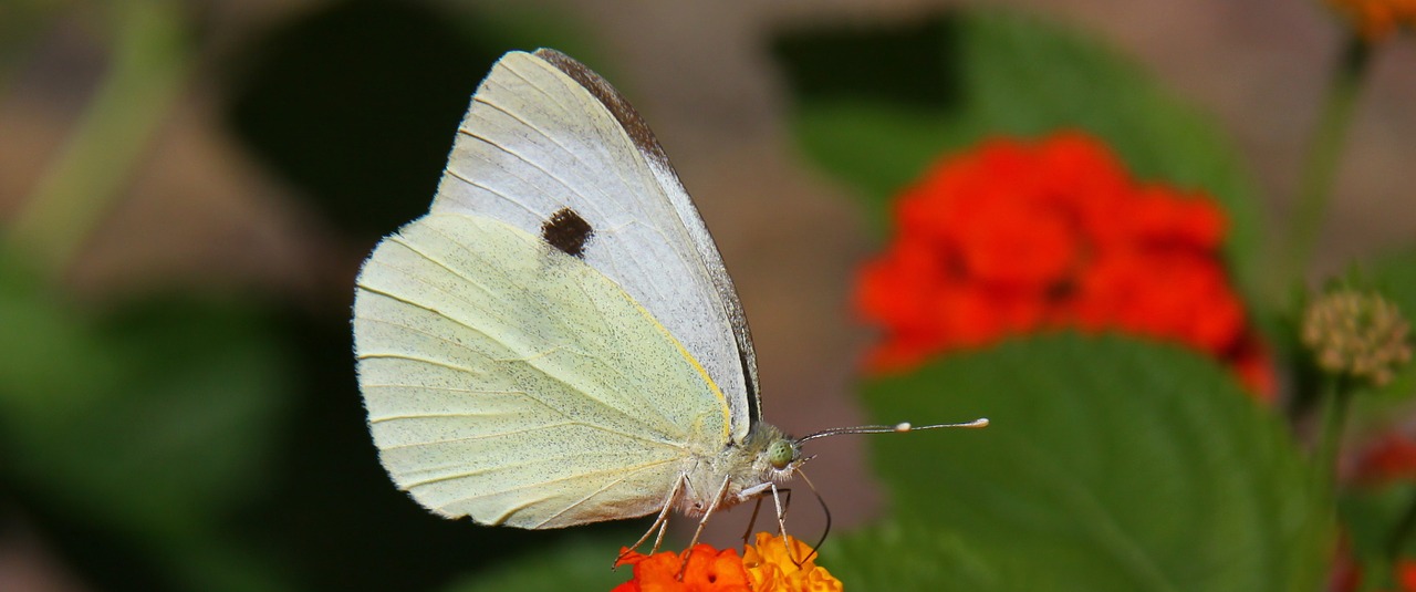 white butterfly butterflies free photo