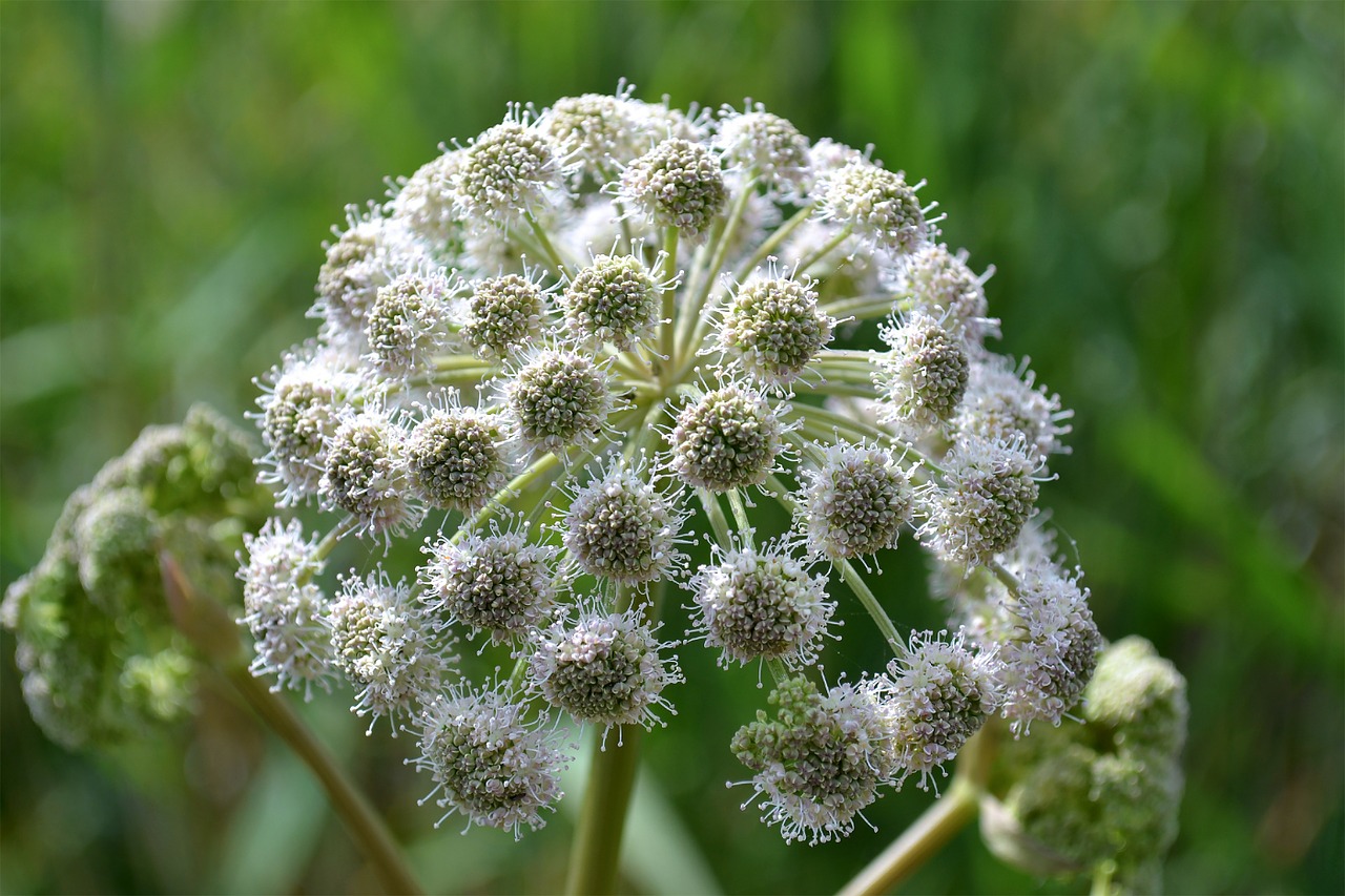 white flower flowers free photo