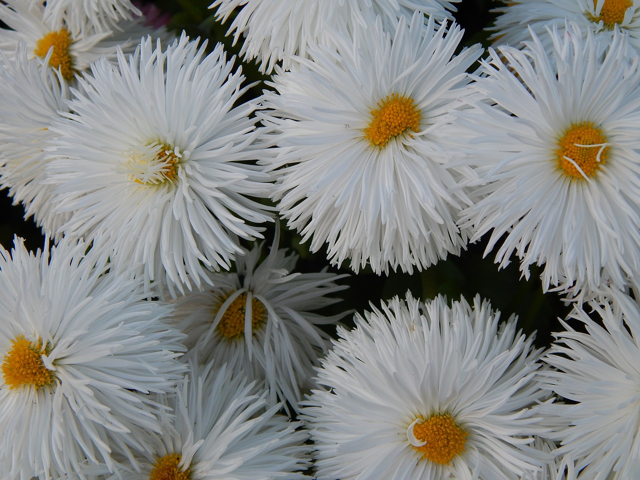 white flower nature free photo