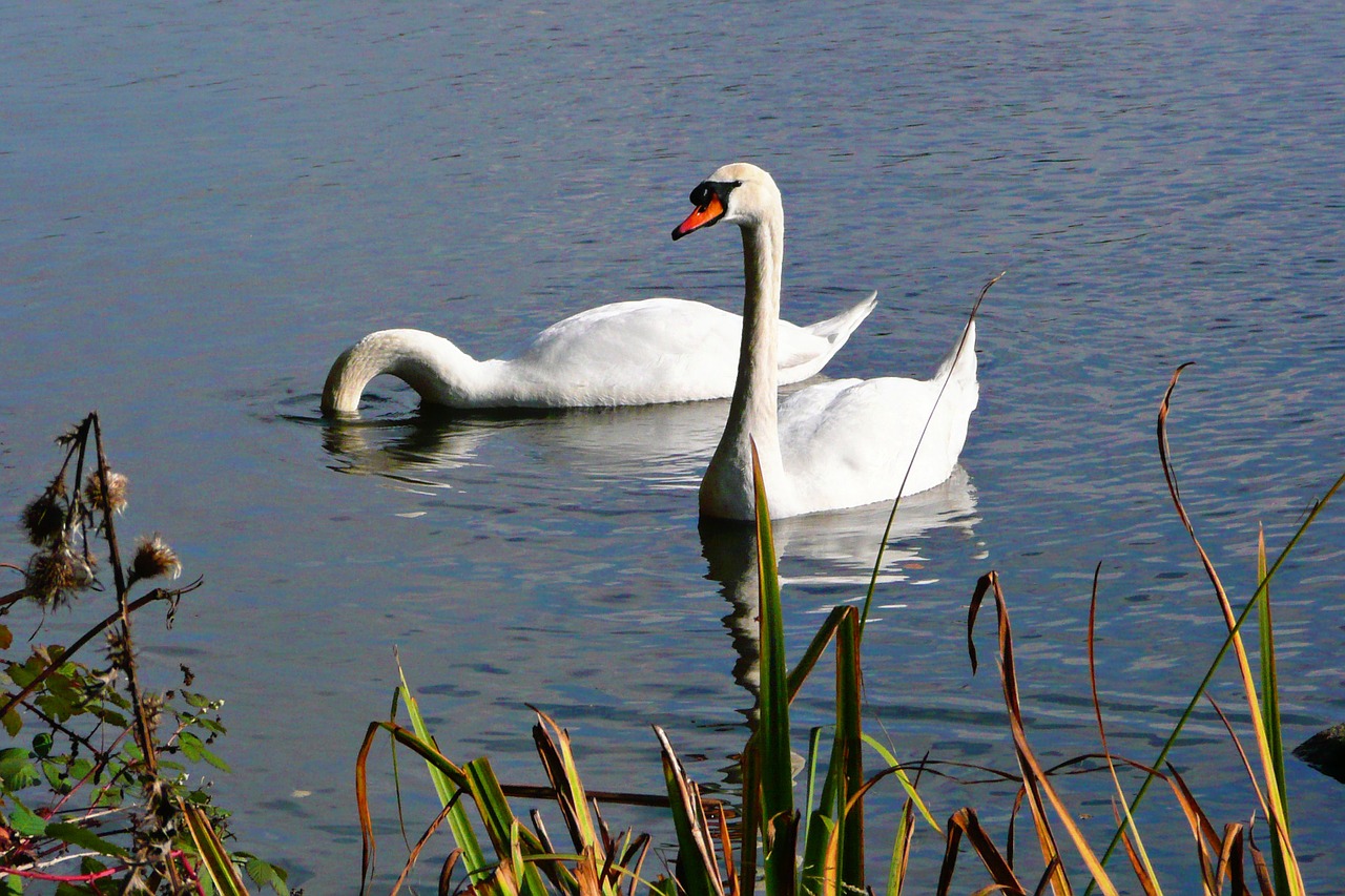 white swan animal free photo