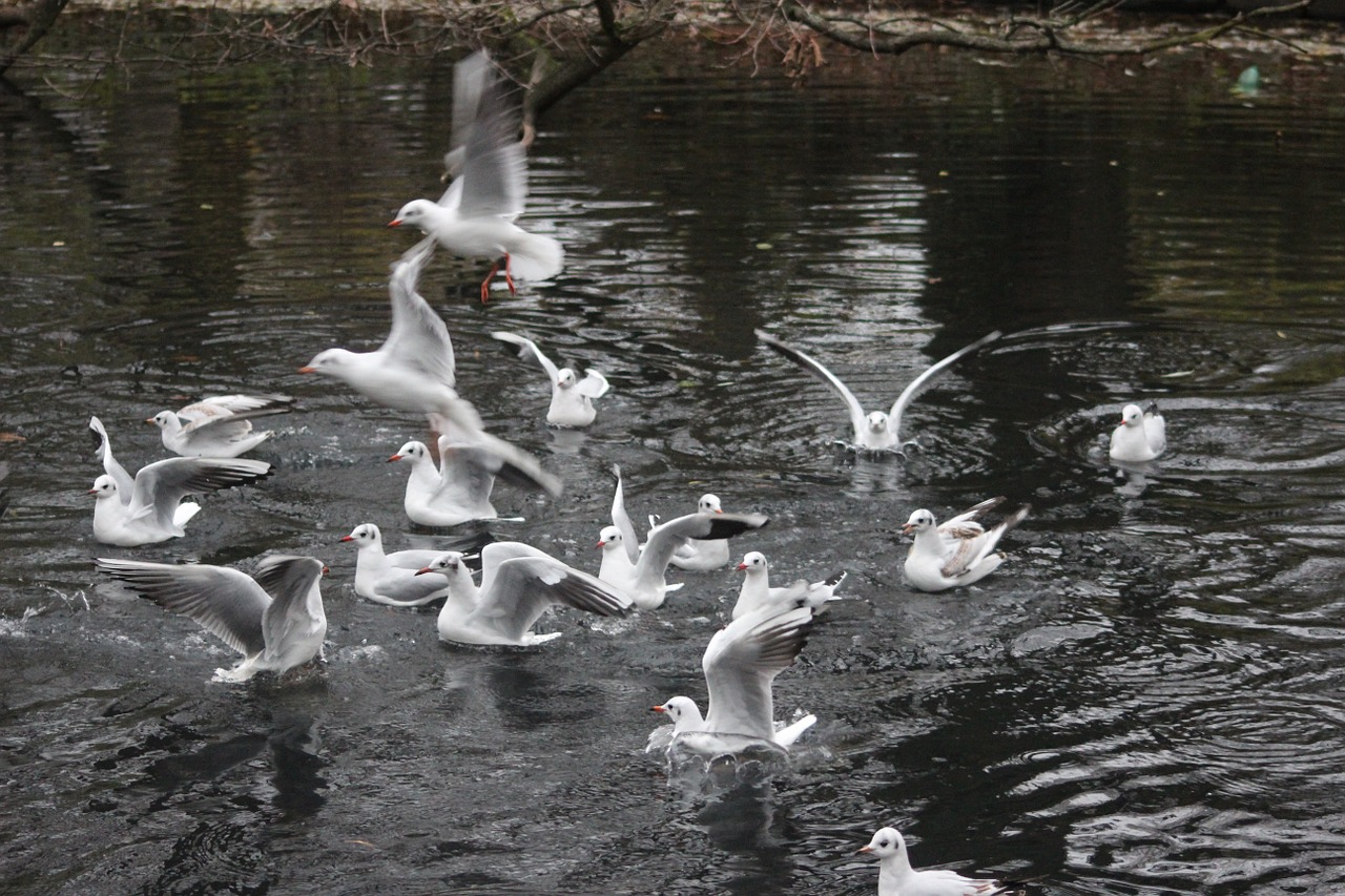 white ducks lake free photo