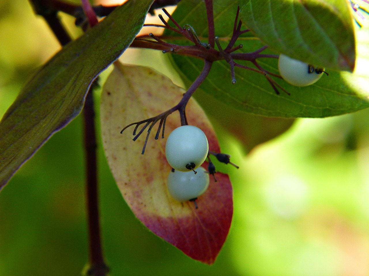 white berries bush free photo