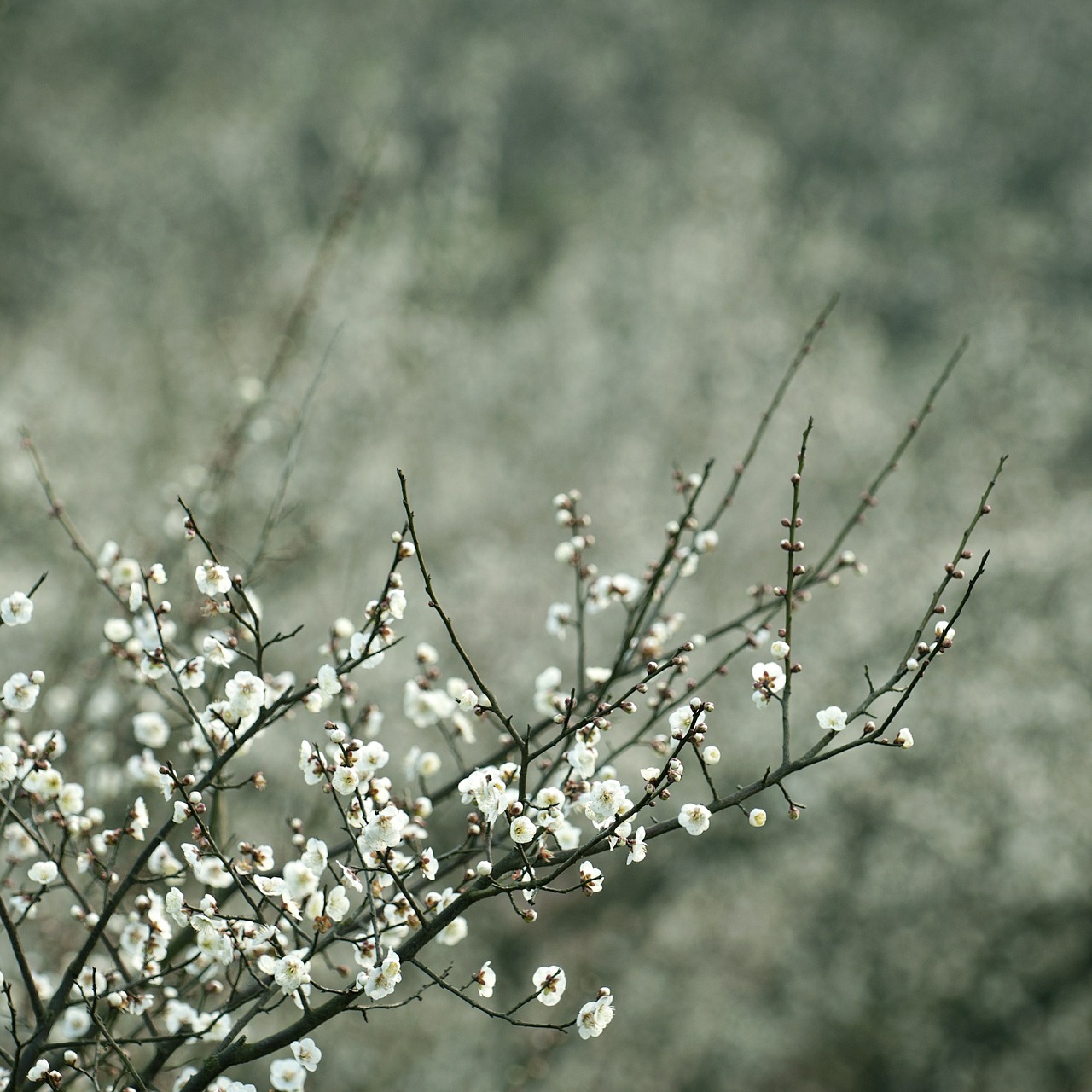 white plum blossom quiet free photo