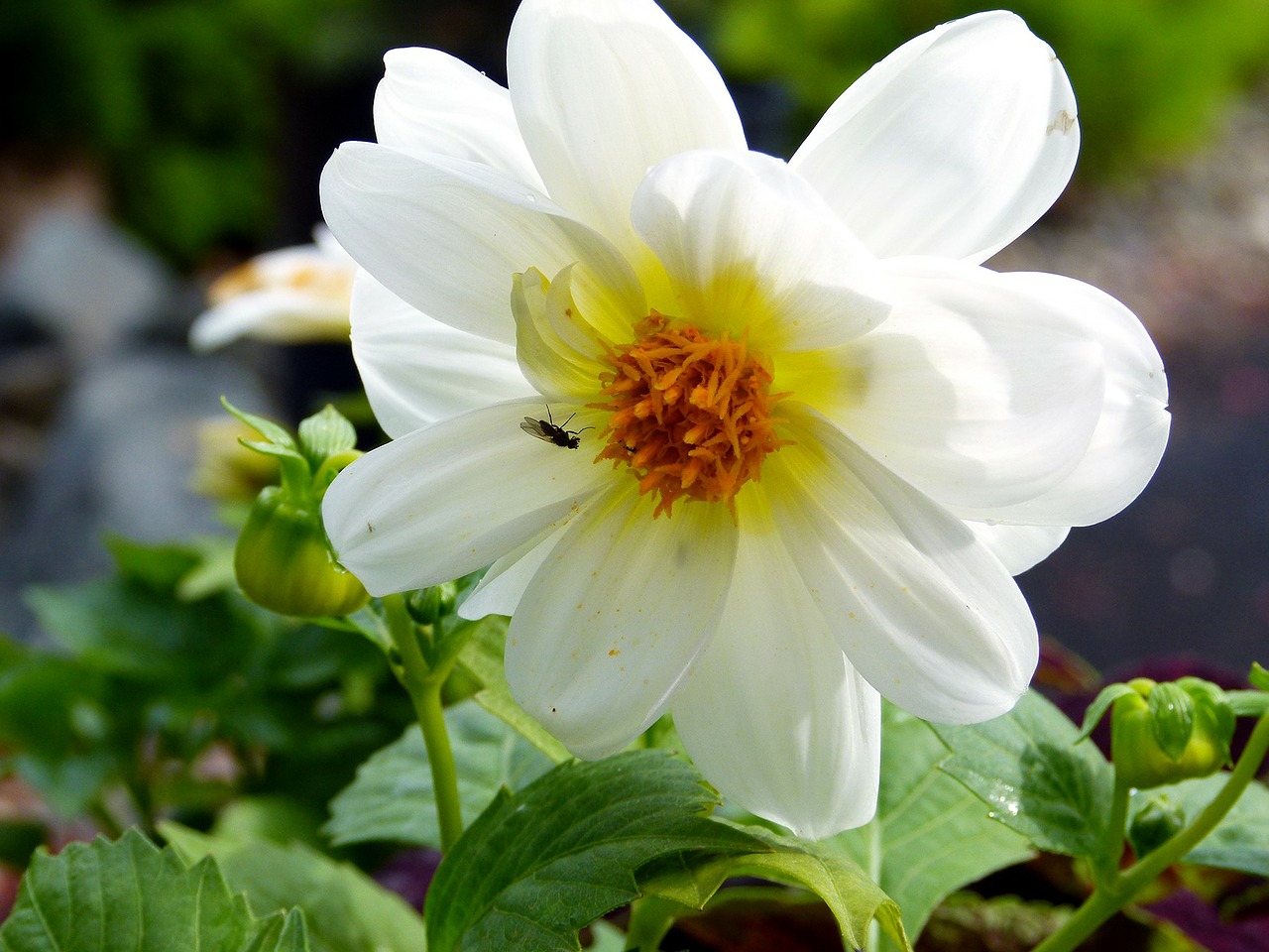 white dahlia flower free photo