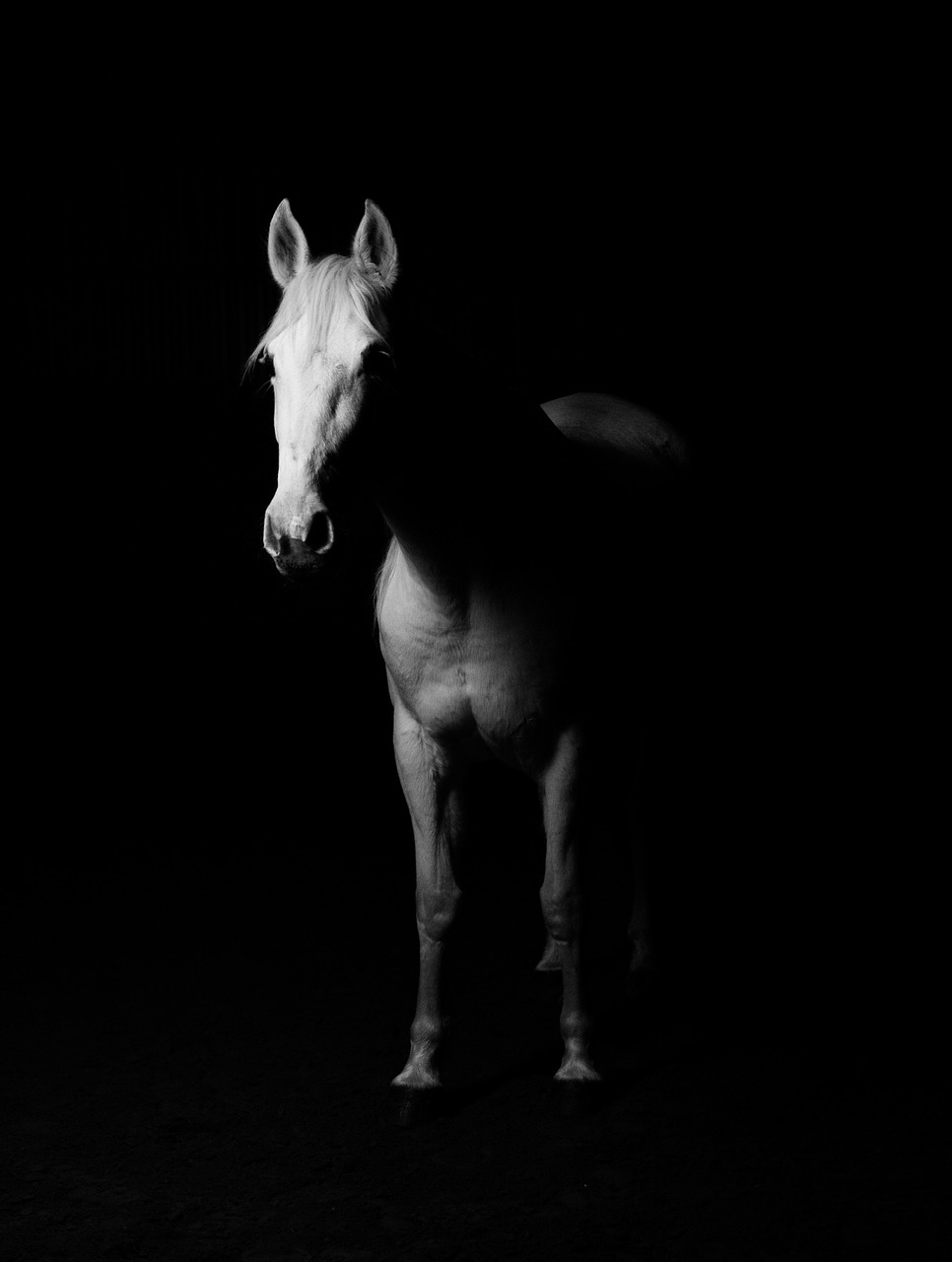 white horse white horse free photo