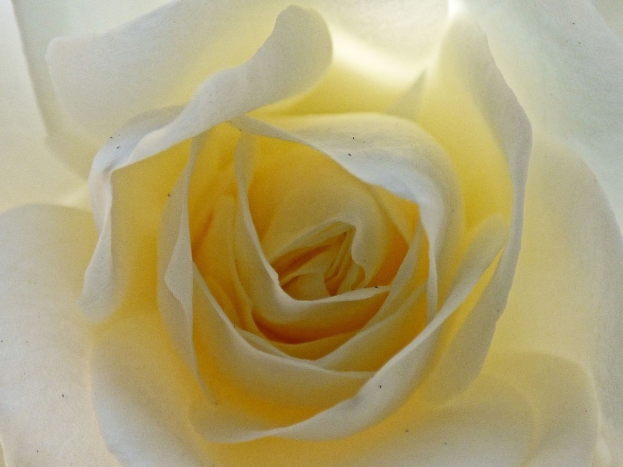 white petals blossom free photo