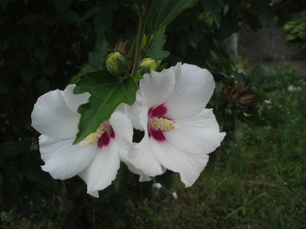 white flower nature free photo