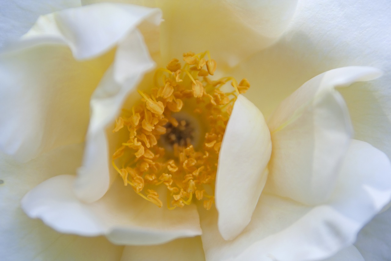 white yellow flower free photo