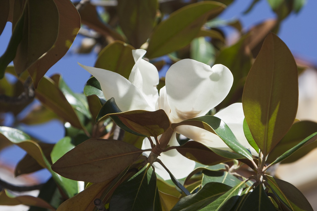 white green flower free photo