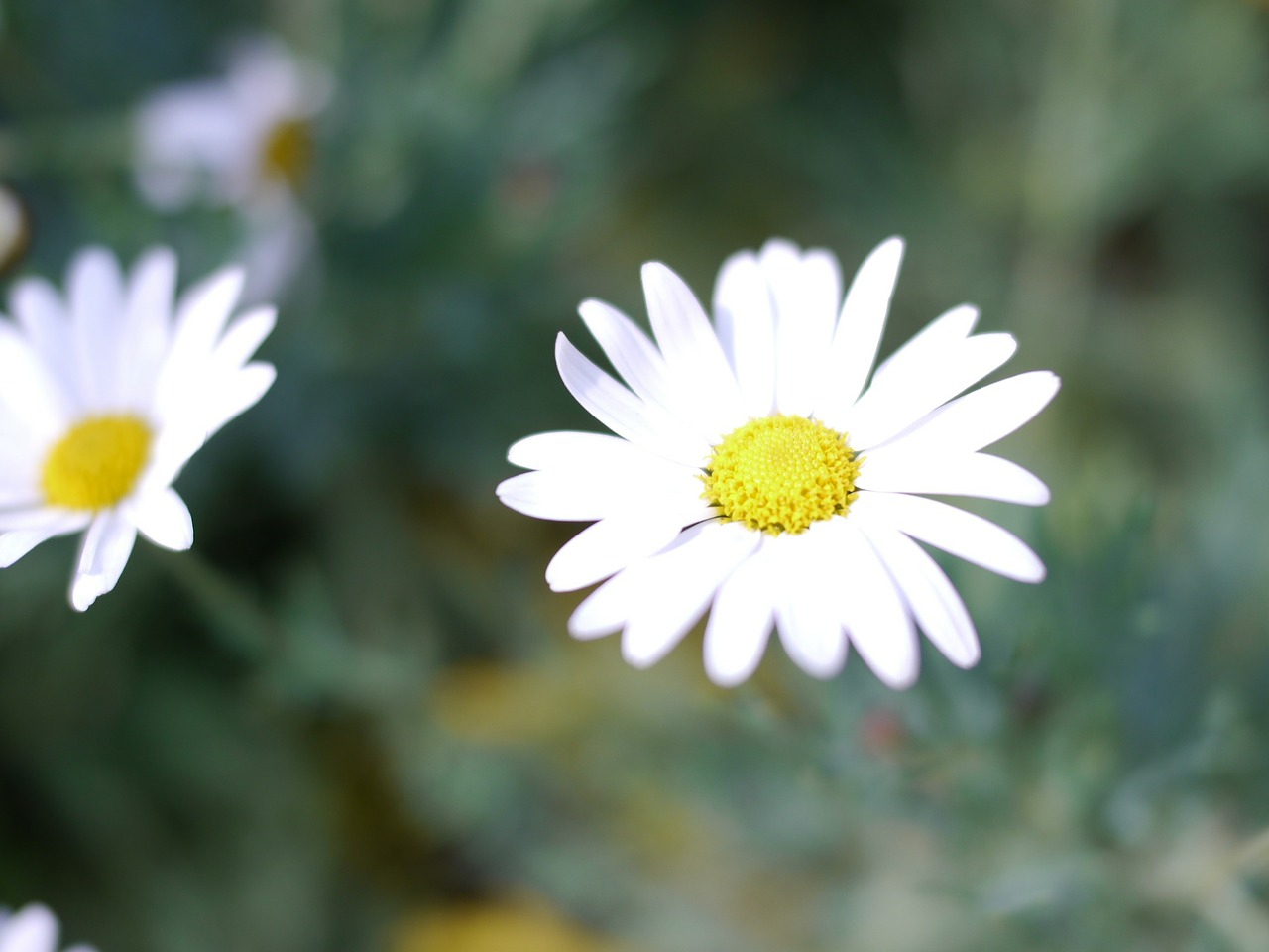 white spring flowers free photo