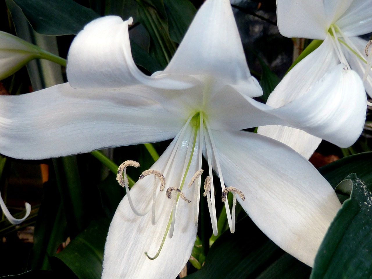 white lily flower free photo