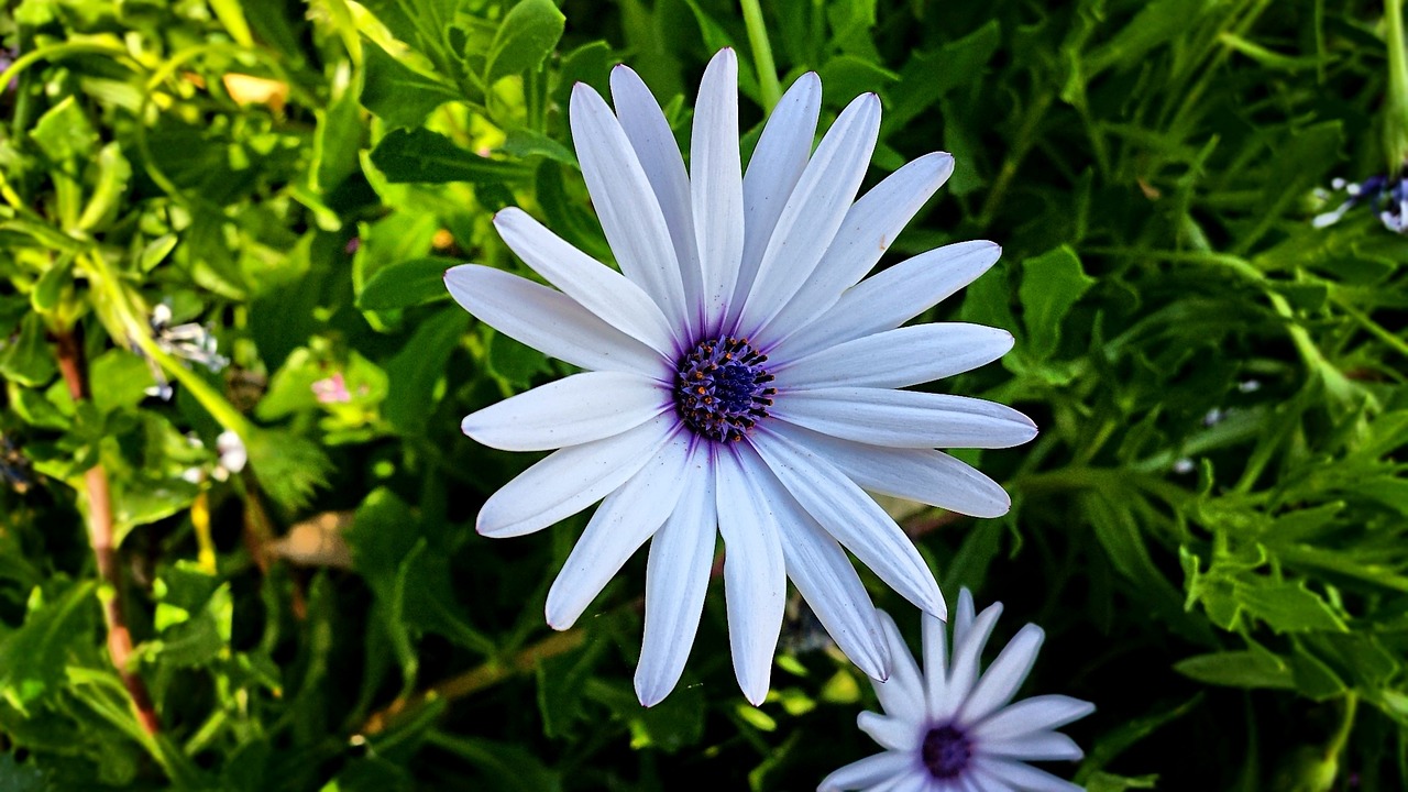 white nature flower free photo