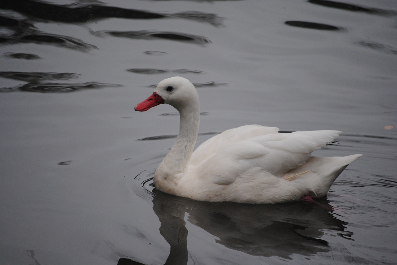 white swan bird free photo