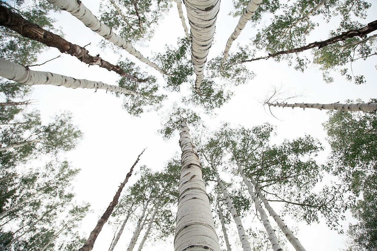 white trees sky free photo