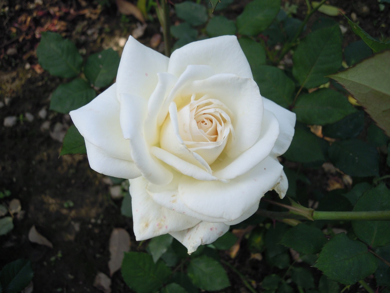white rose 蔣 's former residence free photo