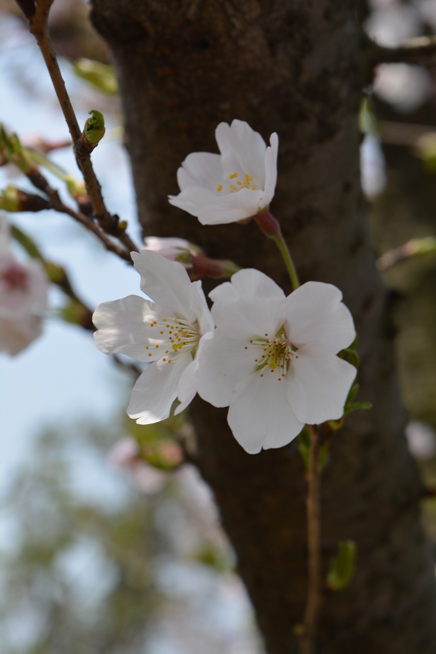 white cherry blossom spring free photo