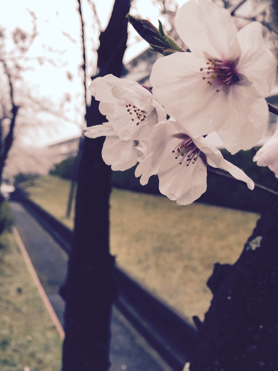 white spring cherry blossom free photo