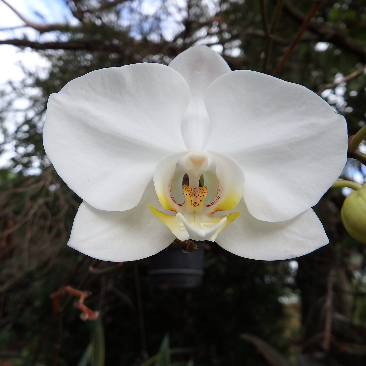 white orchid flower free photo