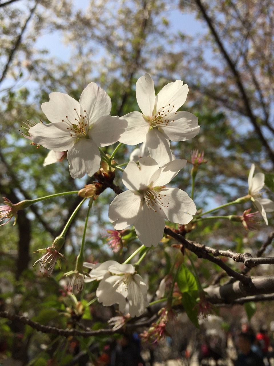 white cherry blossom petal free photo