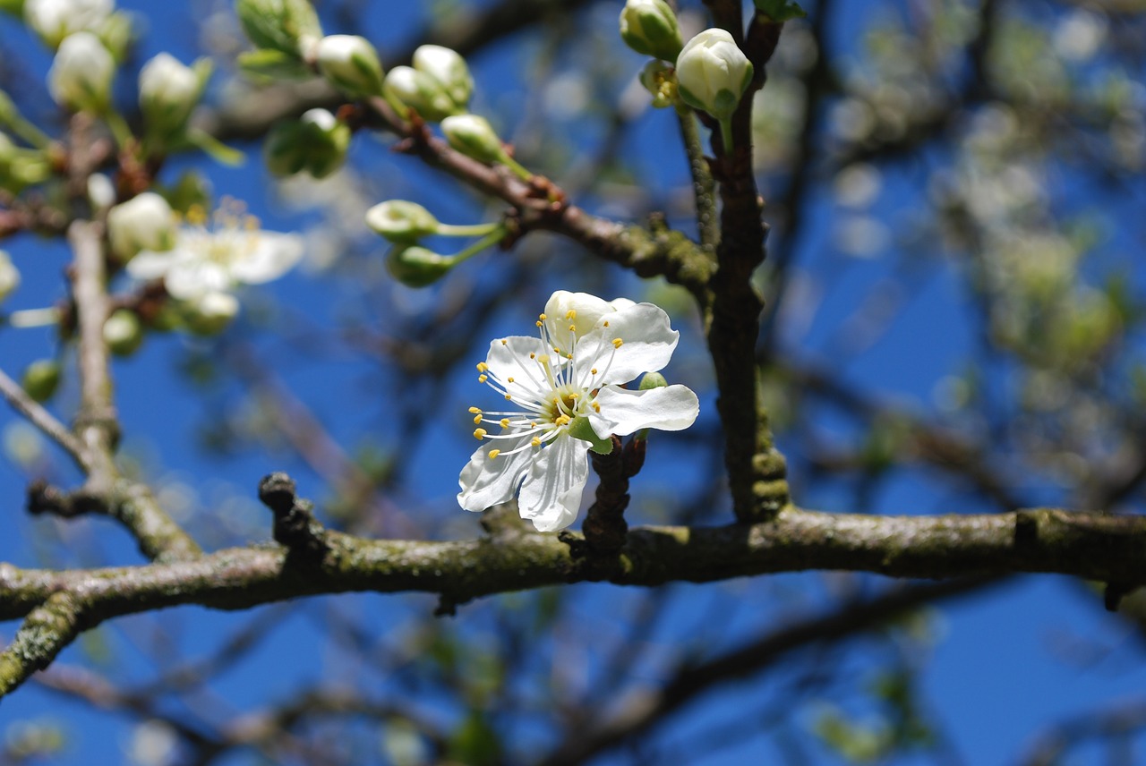 white flowering flower free photo