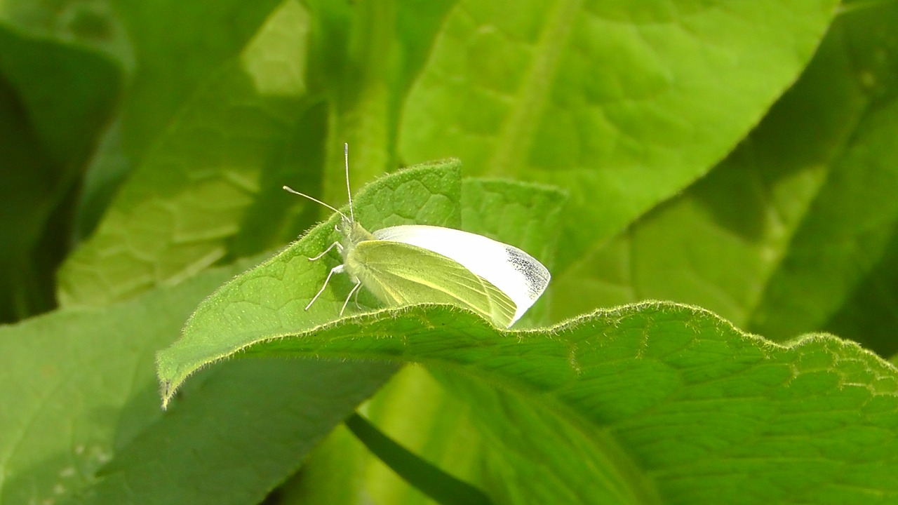 white butterfly insect free photo
