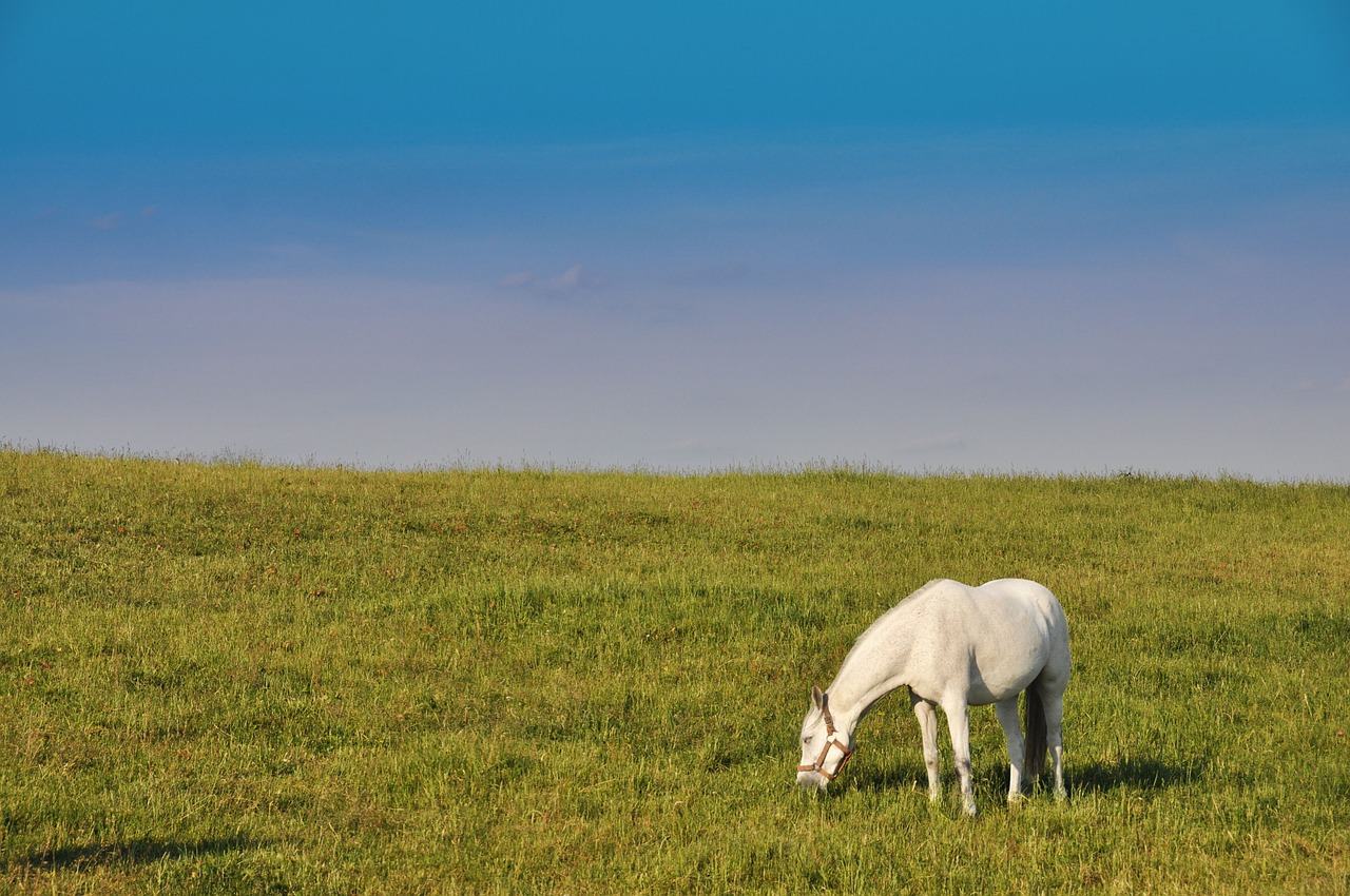 white the horse nature free photo