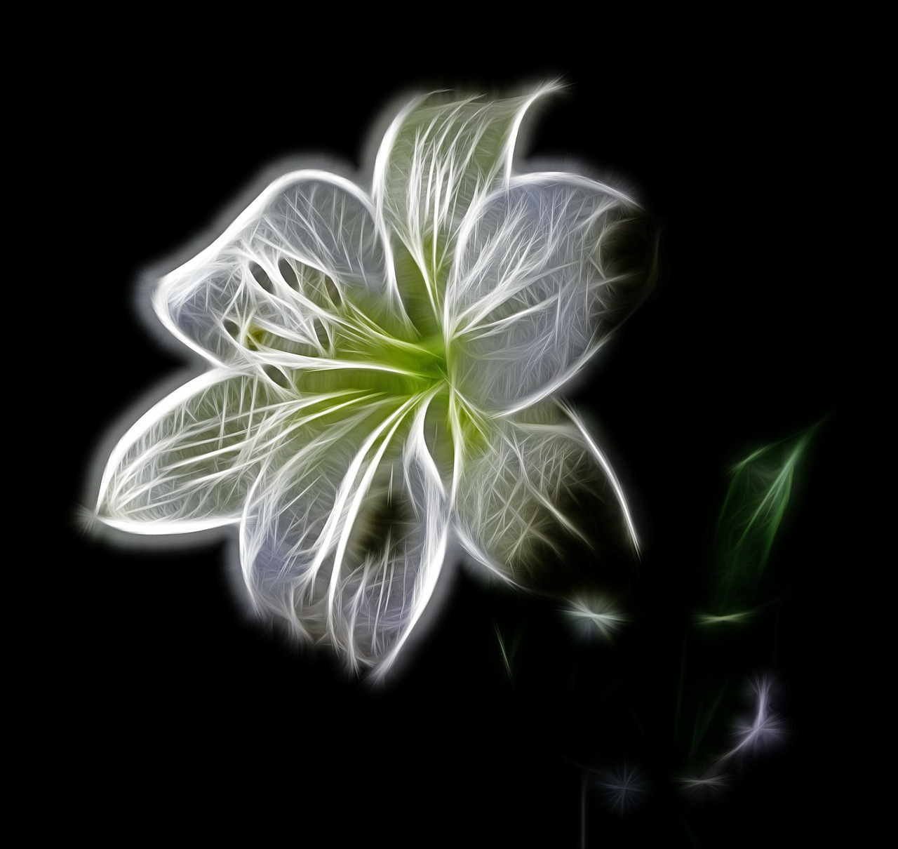 white lily flower free photo