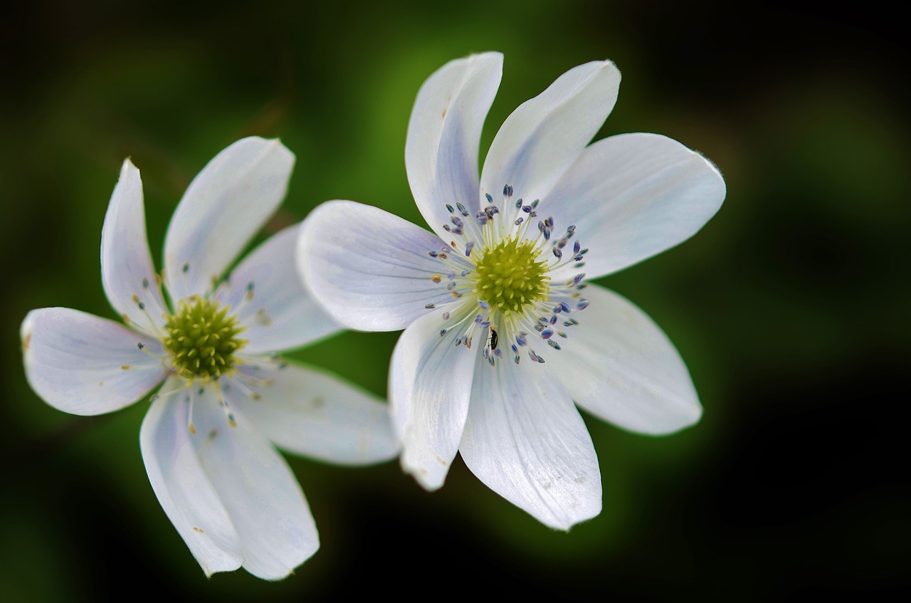 white green flower free photo