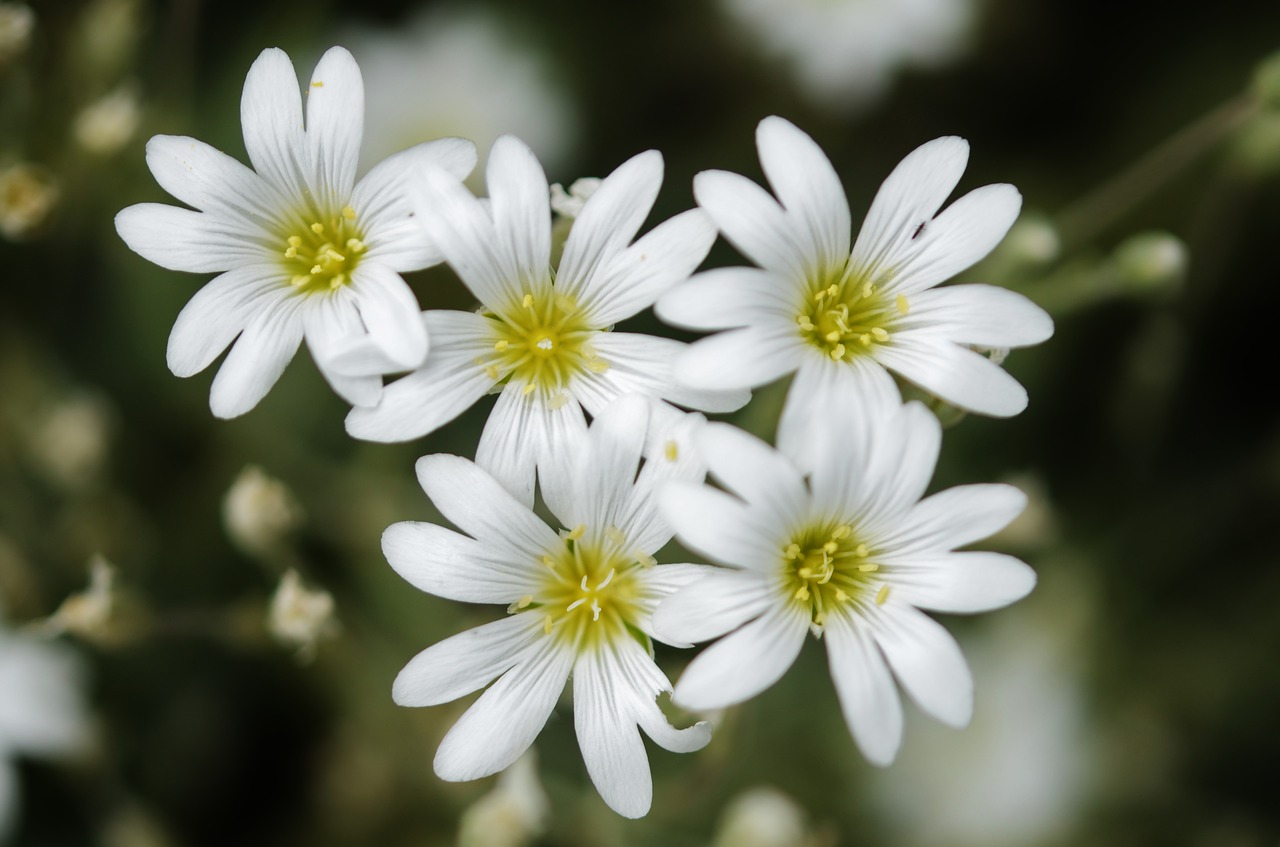 white yellow green free photo