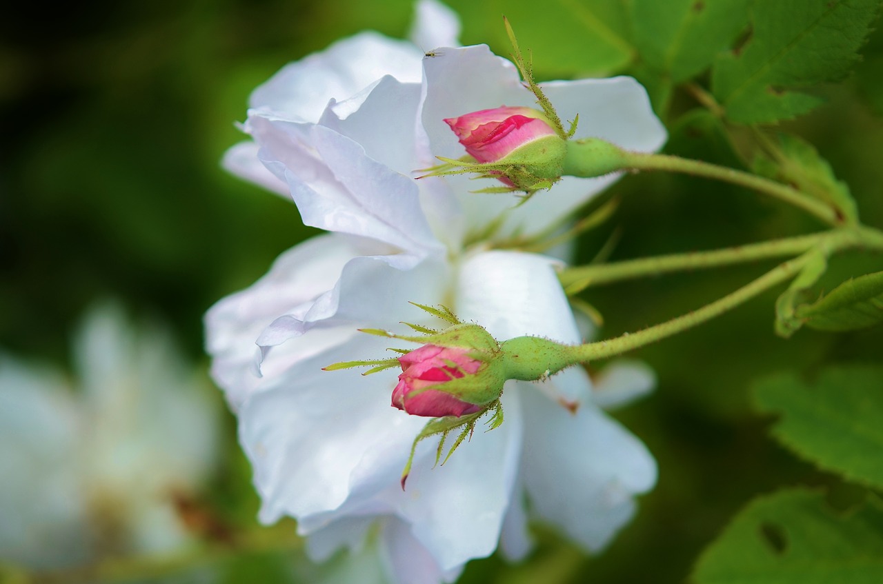 white rose flower free photo