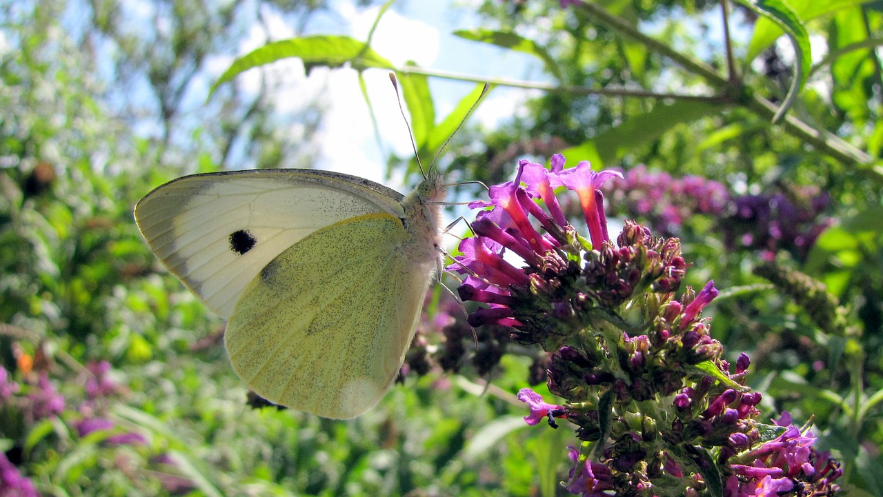 white butterfly lilac free photo