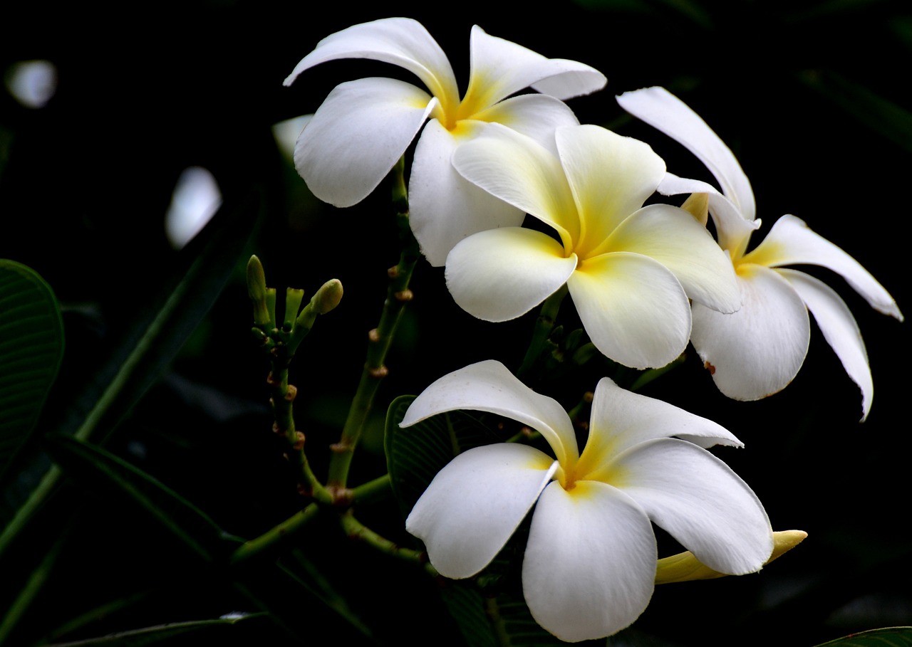 white flower nature free photo