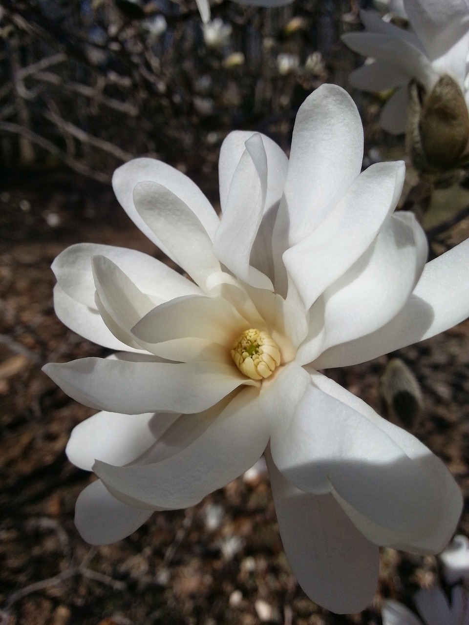 white flower magnolia free photo