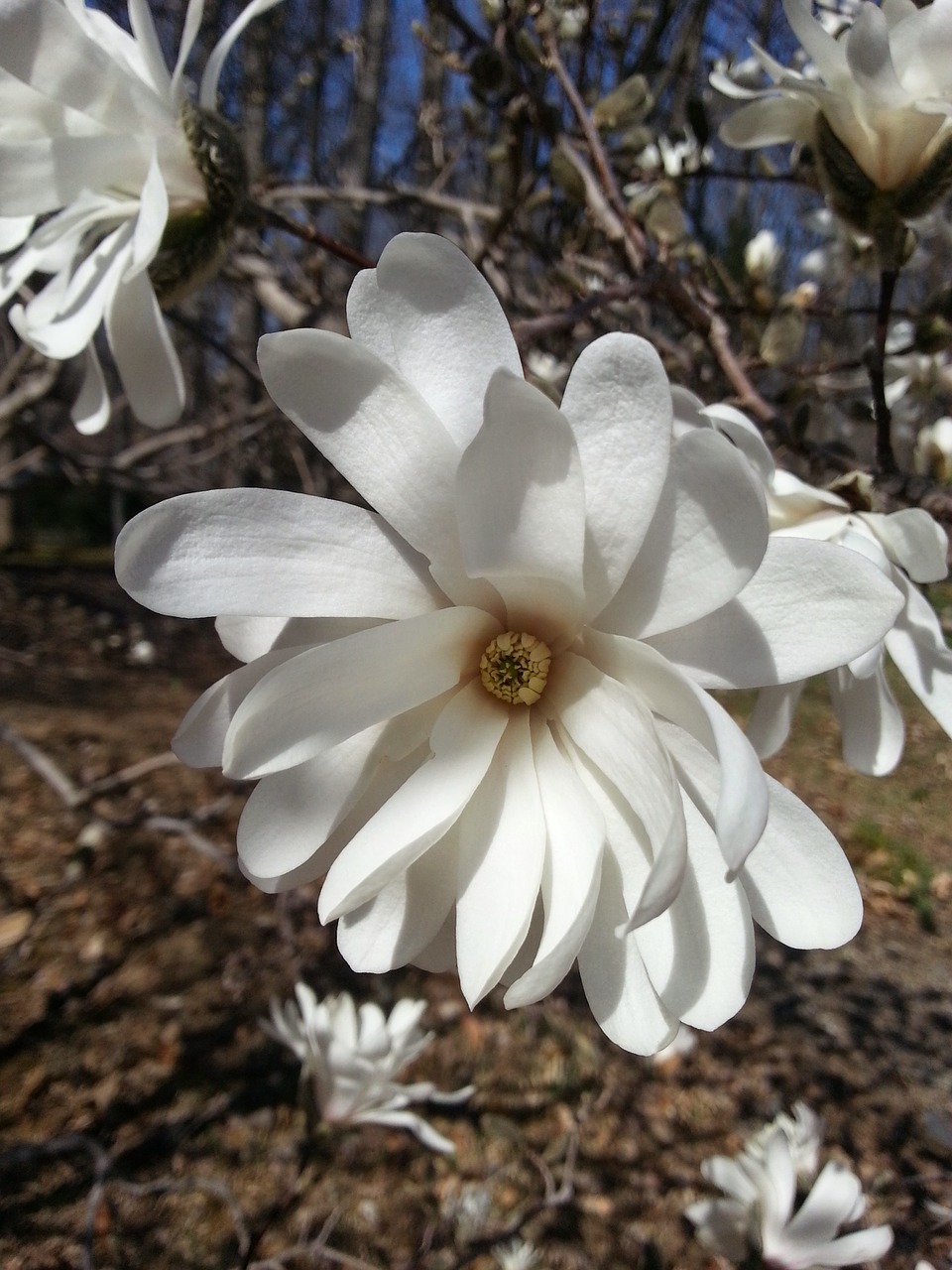 white flower magnolia free photo