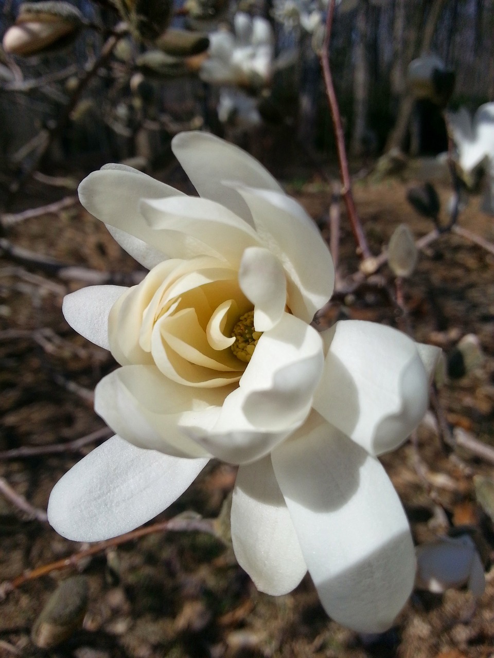 white flower magnolia free photo