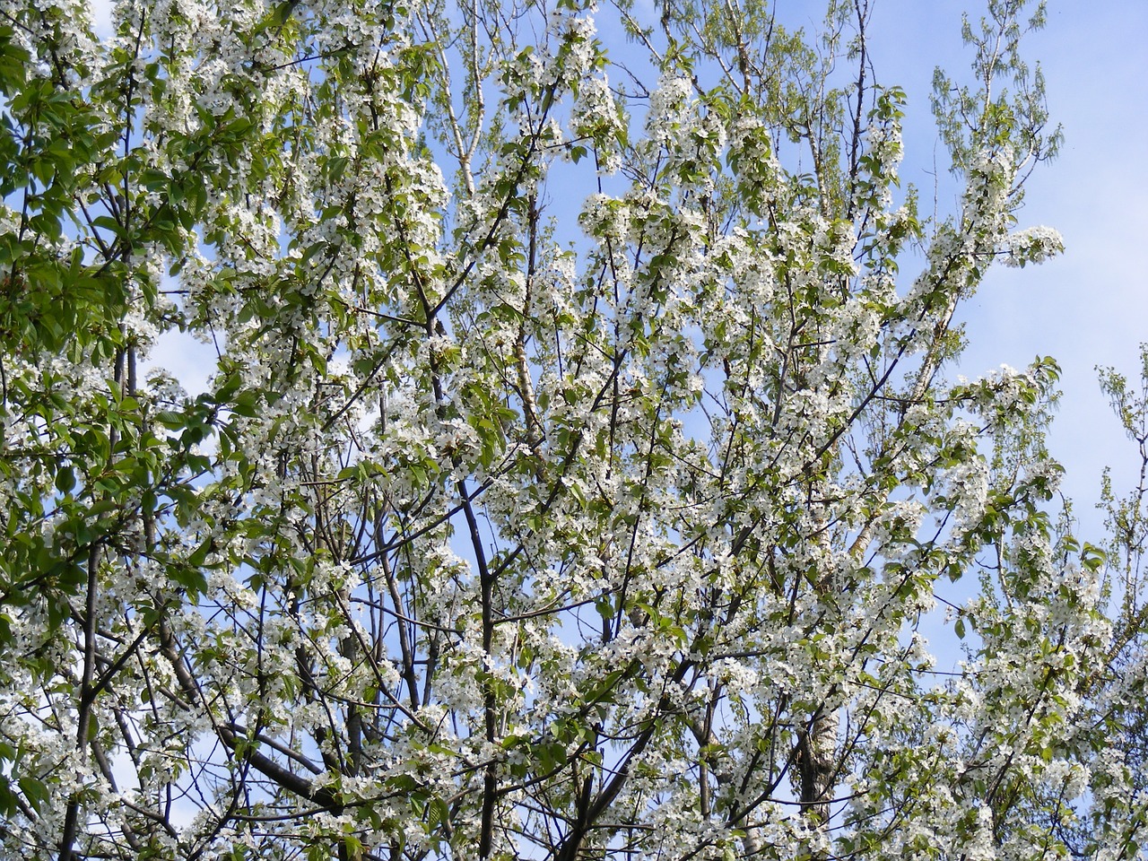white cherry blossoms free photo