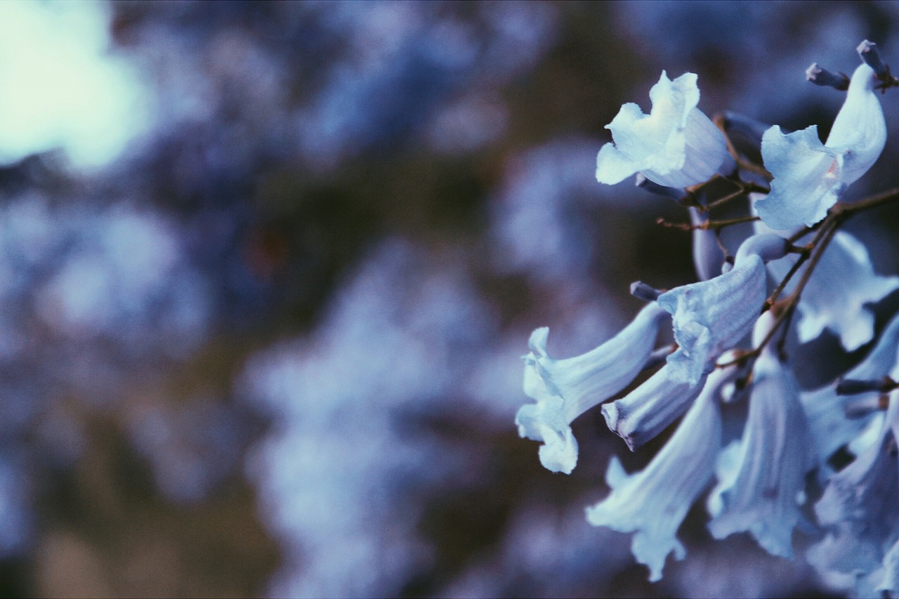 white flowers plants free photo