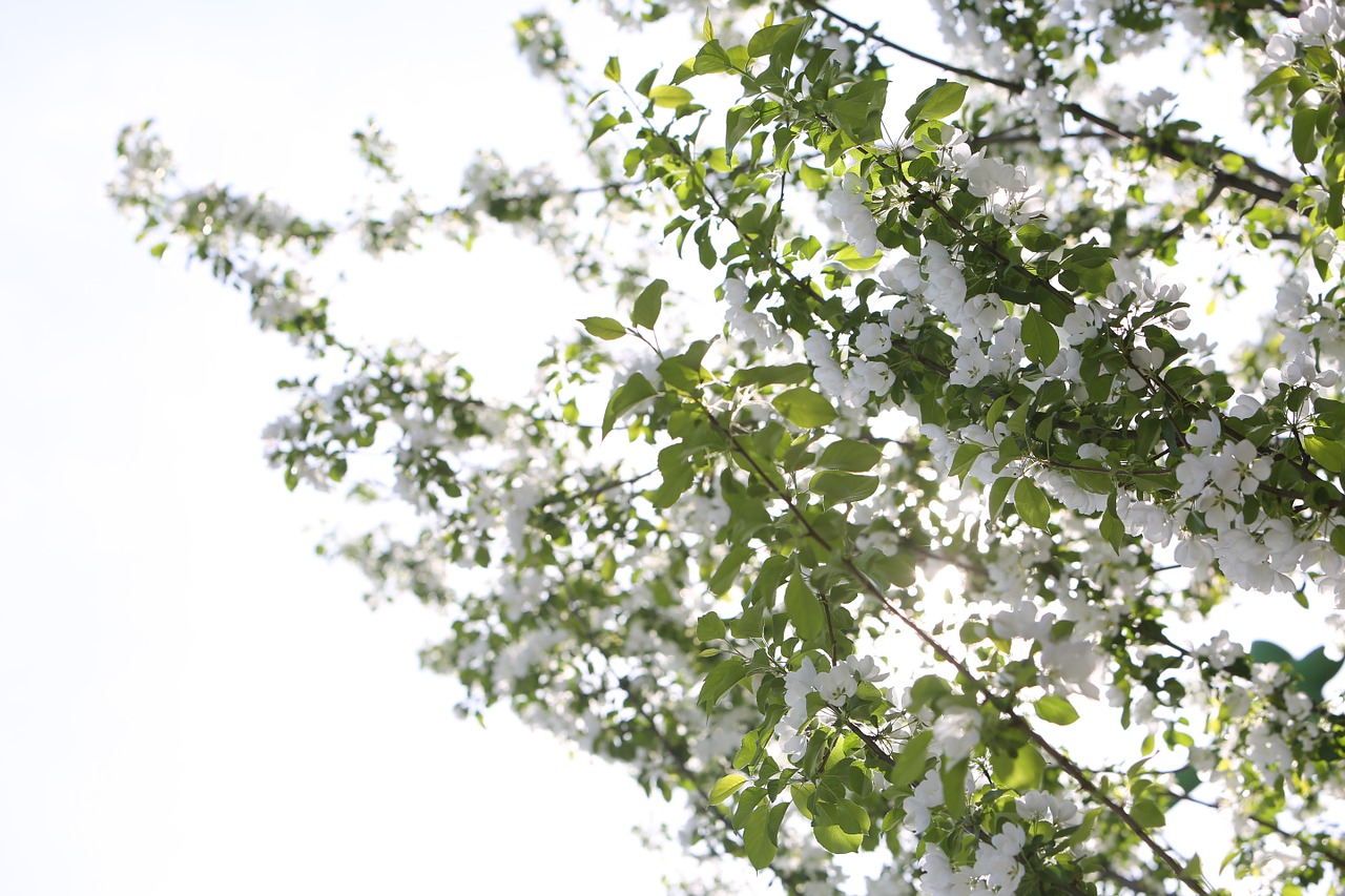 white cherry blossoms trees free photo