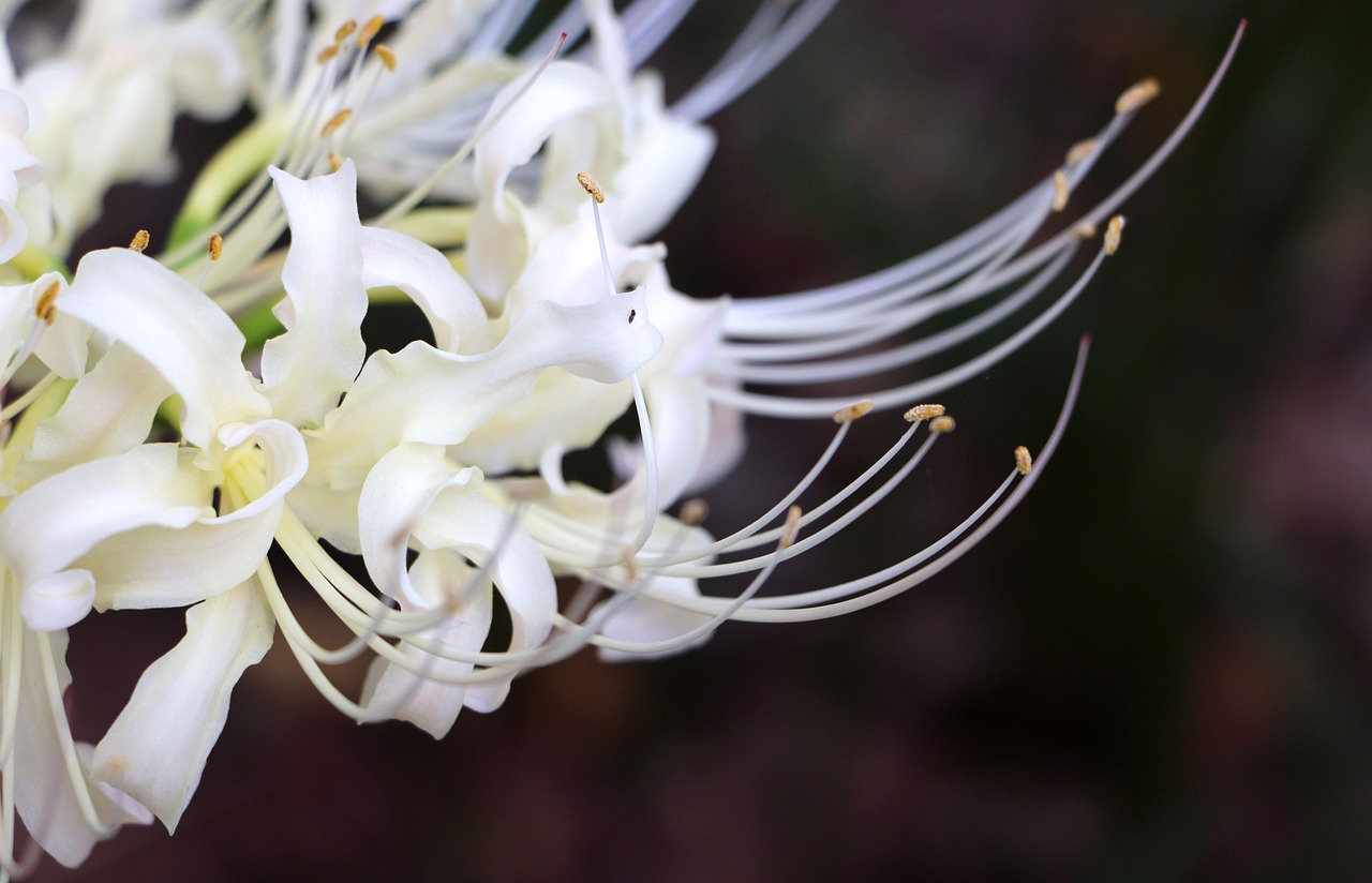 white petals nature free photo