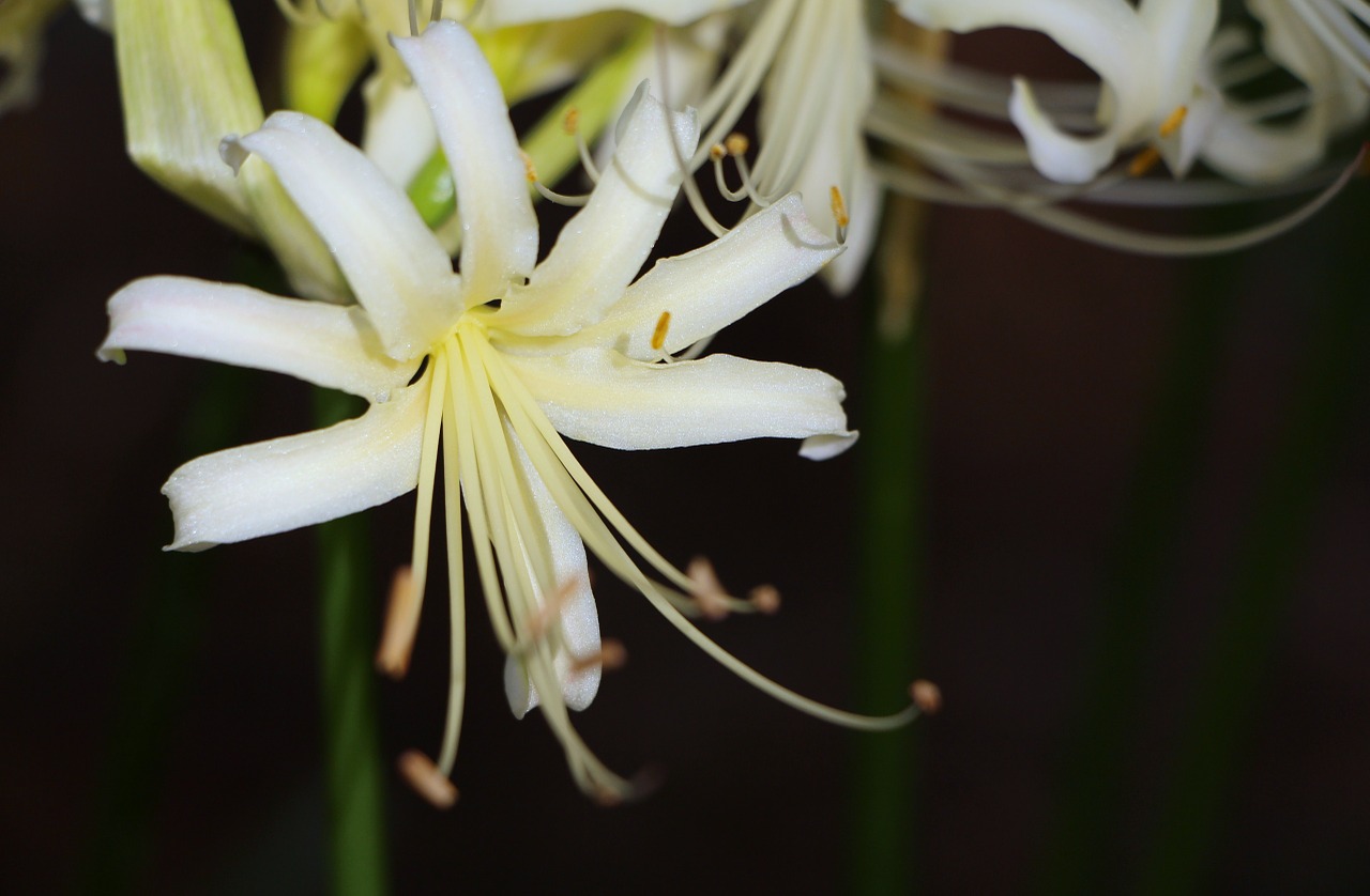 white petals nature free photo