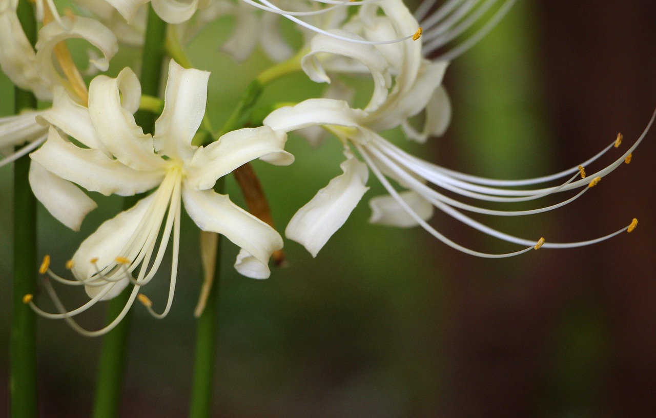 white petals nature free photo