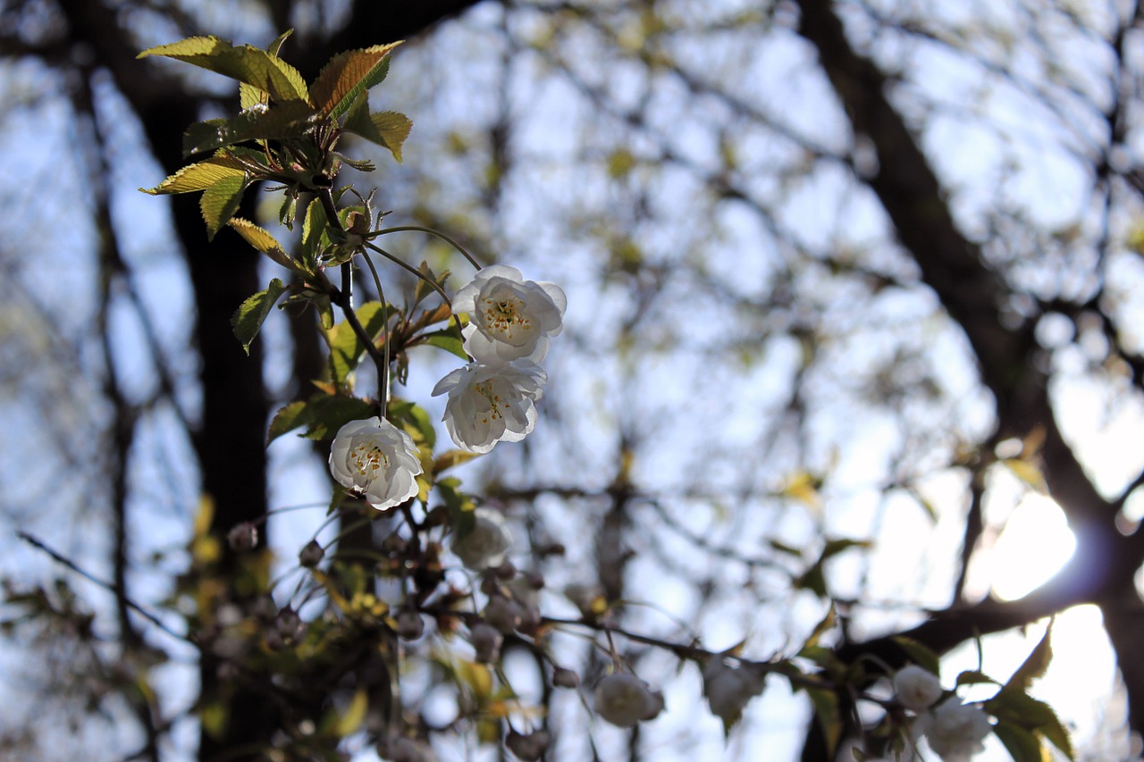 white blossom small free photo