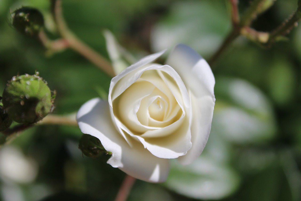 white rose closeup free photo