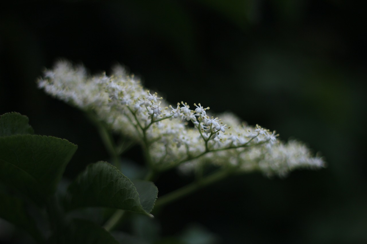 white tenderness flower free photo