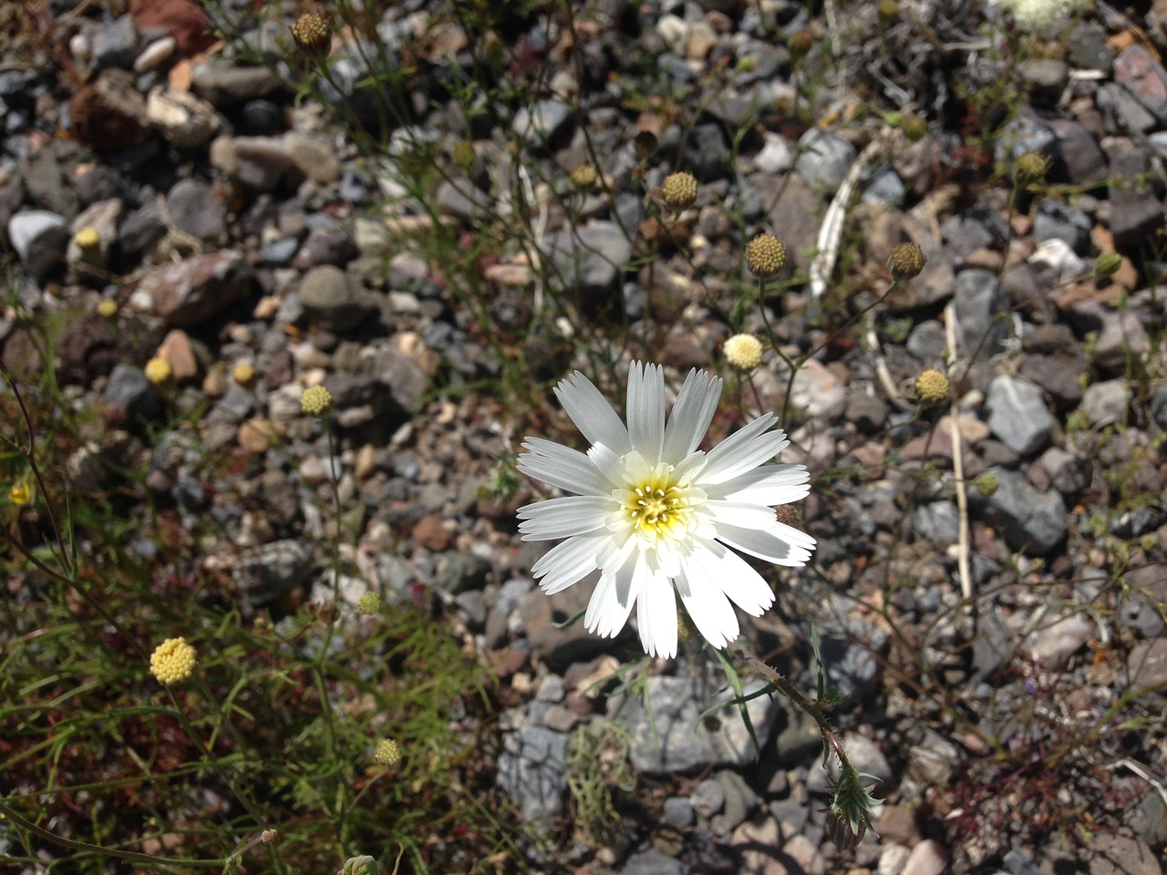 white desert flower free photo