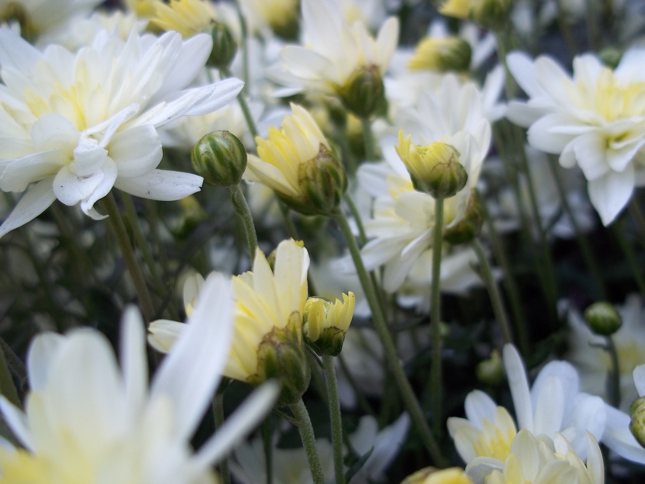 white green flower free photo