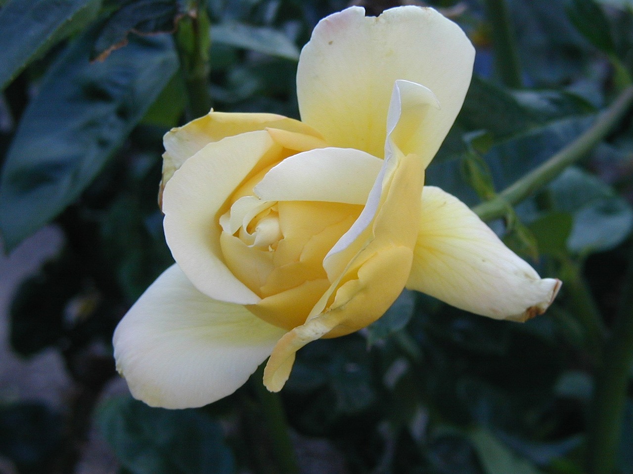 white floral white rose free photo