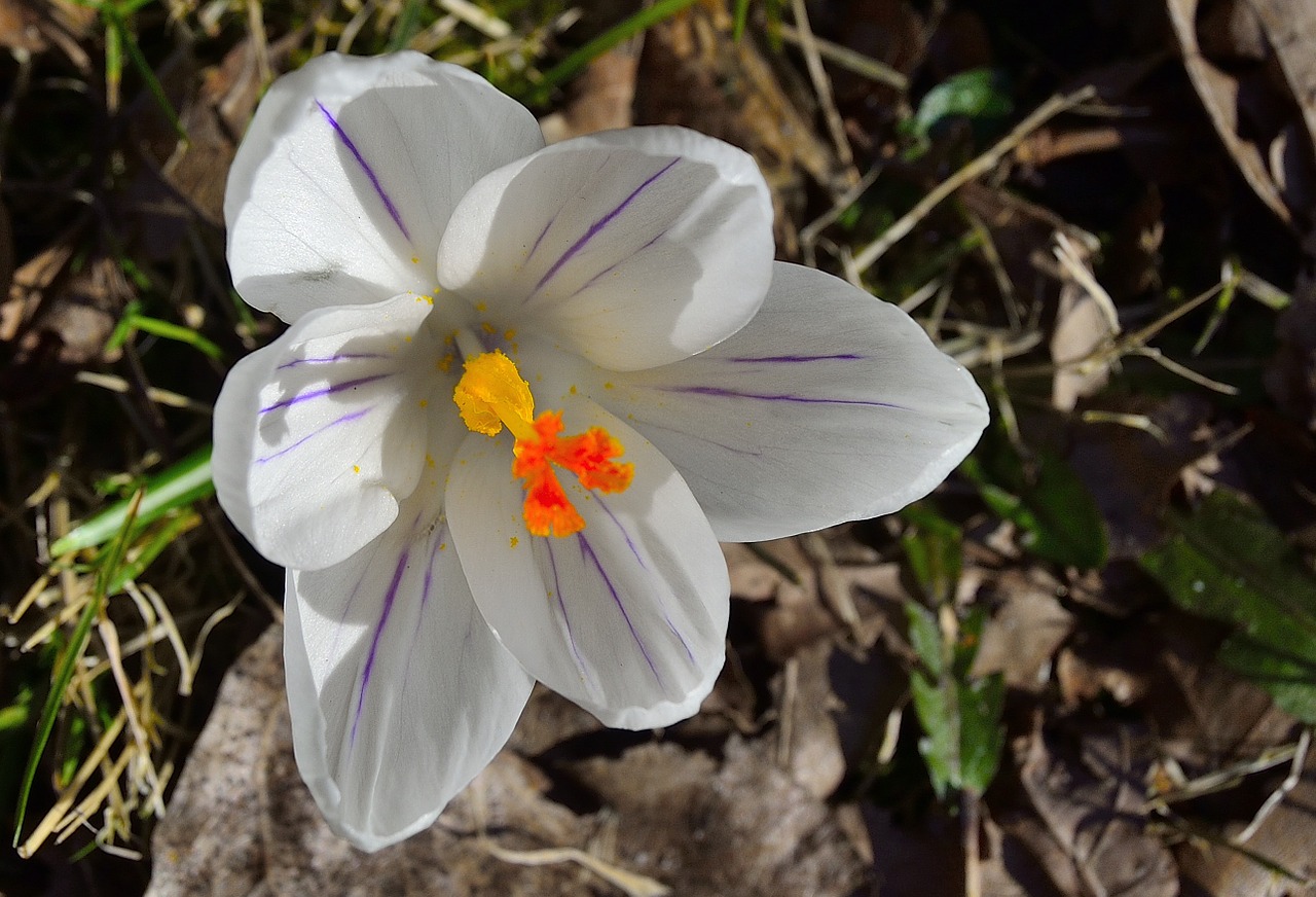 white spring flowers free photo