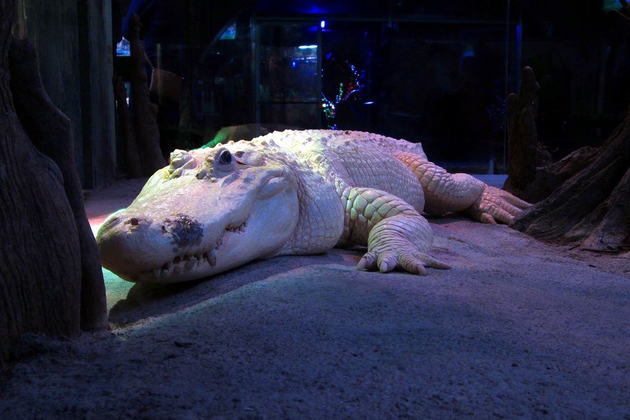 white alligator albino crocodile free photo