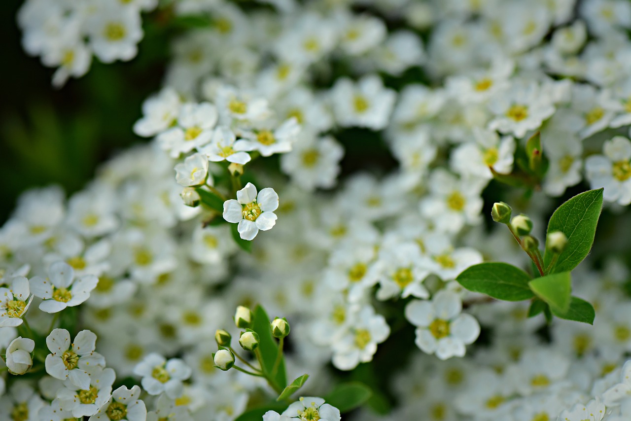 white alyssum  flower  shrub free photo